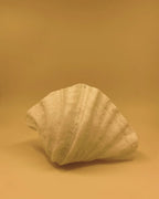 L'applique murale ZURI CLAM