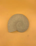 L'applique murale Solea Shell