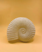 L'applique murale Solea Shell